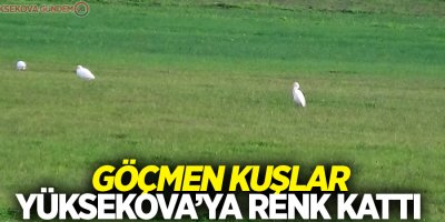 Göçmen kuşlar Yüksekova’ya renk kattı