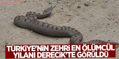 Türkiye'nin zehri en ölümcül yılanı Derecik’te görüldü