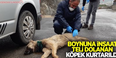 Boynuna inşaat teli dolanan köpek kurtarıldı
