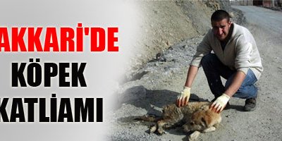 Hakkari'de köpek katliamı