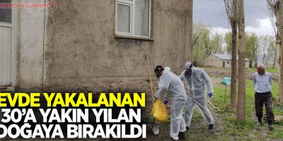 Evde yakalanan 30’a yakın yılan doğaya bırakıldı
