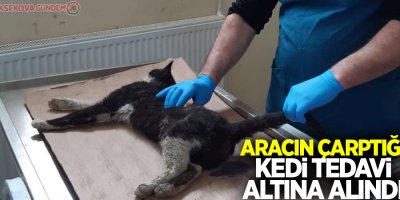 Aracın çarptığı kedi tedavi altına alındı