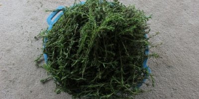 Korona salgını dağ kekiğine ilgiyi artırdı