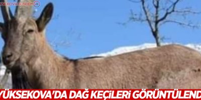 Yüksekova'da dağ keçileri görüntülendi