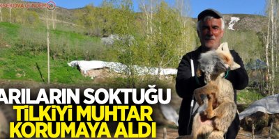 Arıların soktuğu tilkiyi muhtar korumaya aldı