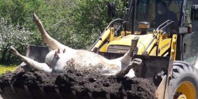 Şüpheli bir şekilde telef olan inek ilaçlanarak gömüldü