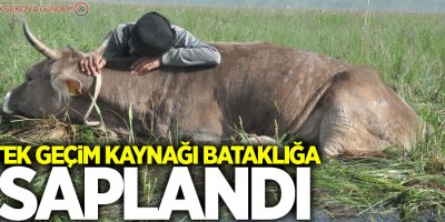 Tek geçim kaynağı bataklığa saplandı
