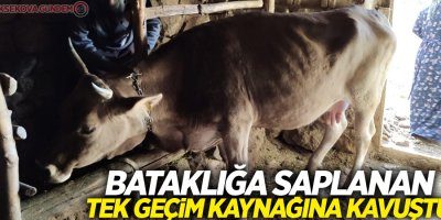 Bataklığa saplanan tek geçim kaynağına kavuştu