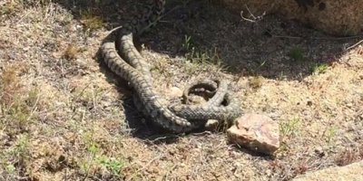 Nadir görülen yılanların dansı görüntülendi