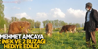 Mehmet amcaya 2 inek ve 2 buzağı hediye edildi