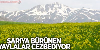 Sarıya bürünen yaylalar cezbediyor