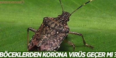 Böceklerden korona virüs geçer mi