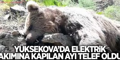 Yüksekova’da elektrik akımına kapılan ayı telef oldu