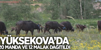 Yüksekova’da 20 manda ve 12 malak dağıtıldı