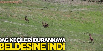 Dağ keçileri Durankaya beldesine indi