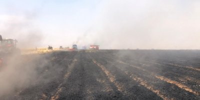 Mardin'de 200 dönüm ekili alan kül oldu