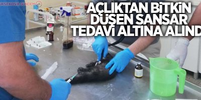 Açlıktan bitkin düşen Sansar tedavi altına alındı