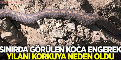 Sınırda görülen koca engerek yılanı korkuya neden oldu