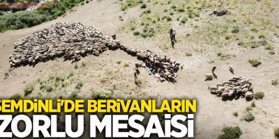 Şemdinli'de berivanların zorlu mesaisi