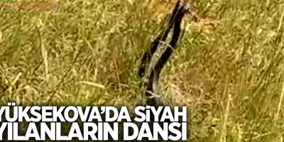 Siyah yılanların dansı görüntülendi