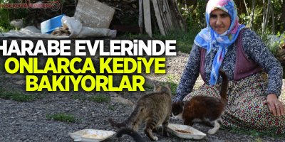 Harabe evlerinde onlarca kediye bakıyorlar