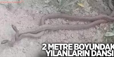2 metre boyundaki yılanların dansı