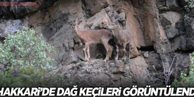 Hakkari’de dağ keçileri görüntülendi