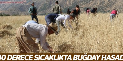 40 derece sıcaklıkta buğday hasadı