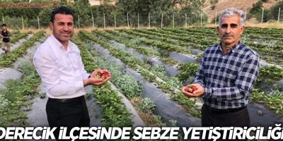 Derecik ilçesinde sebze yetiştiriciliği