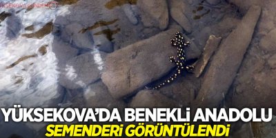 Yüksekova’da benekli Anadolu semenderi görüntülendi