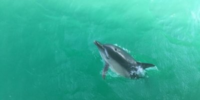 Ayvalık'ta yunuslar dalış meraklılarıyla yarıştı