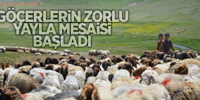 Göçerlerin zorlu yayla mesaisi başladı