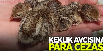 Keklik avcısına para cezası