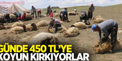Günde 450 TL’ye koyun kırkıyorlar