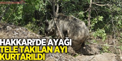 Hakkari'de ayağı tele takılan ayı kurtarıldı