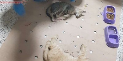 Aracın çarptığı kediler tedavi altına alındı