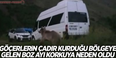Göçerlerin çadır kurduğu bölgeye gelen boz ayı korkuya neden oldu