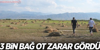 Yaşanan selden dolayı 3 bin bağ ot zarar gördü