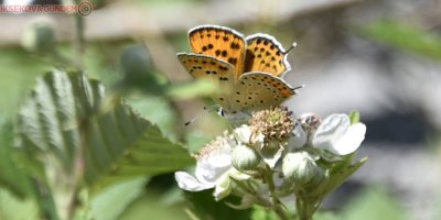 Türkiye kelebekleri risk altında