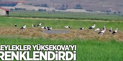 Leylekler Yüksekova'yı renklendirdi