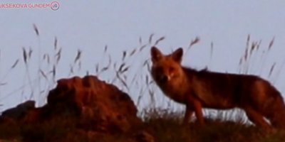 Aç kurtlar direğe bağlı eşeği gündüz vakti parçalamaya çalıştı