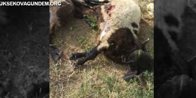 Yüksekova'da 17 Koyun Telef Oldu