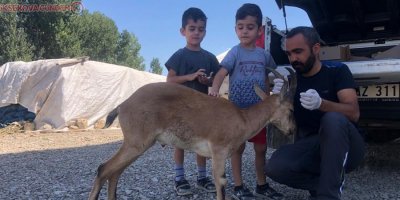 Yaralı dağ keçisi tedavi altına alındı