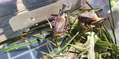 Hakkari'de Sürüngen ve böcek türleri tespit edildi