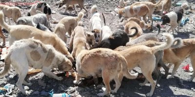 Hakkari’de sokak hayvanlarına yem bırakıldı