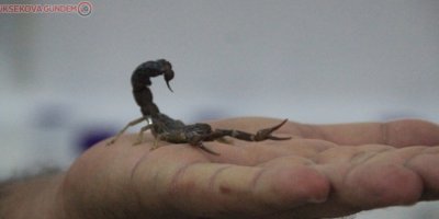 Dünyanın en pahalı akrebini üretiyor