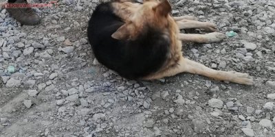 Hakkari’de zehirlenen köpekler tedavi altına alındı