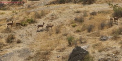 Hakkari’de yaban keçileri şehre indi