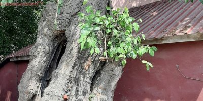 Asırlık dut ağacı zamana meydan okuyor