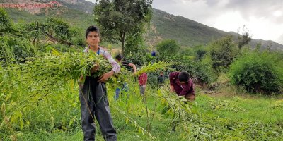Hakkari’de susam hasadı başladı